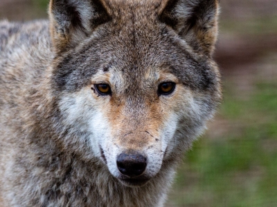Wolf - De Zonnegloed - Dierenpark - Dieren opvangcentrum - Sanctuary